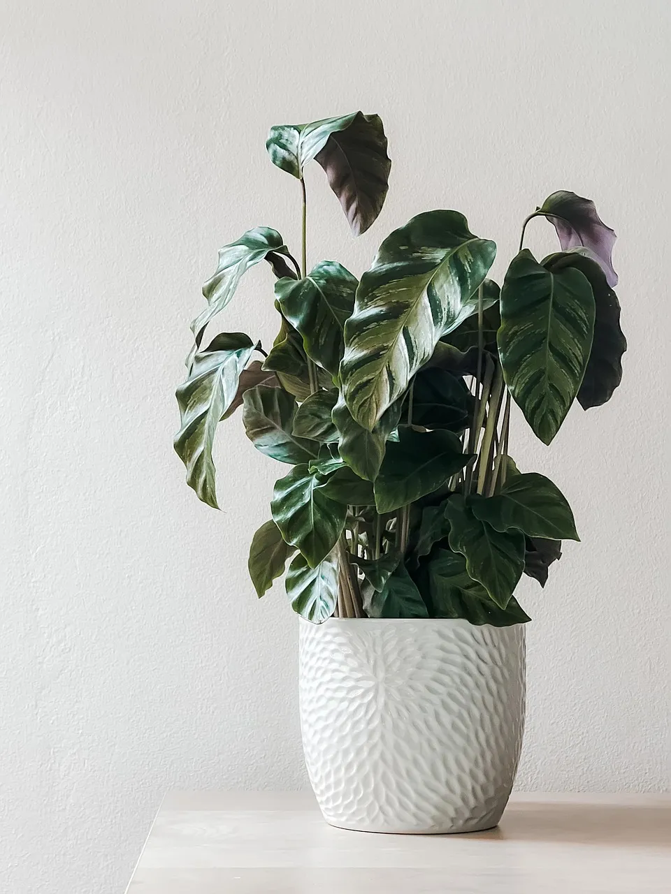 Calathea
